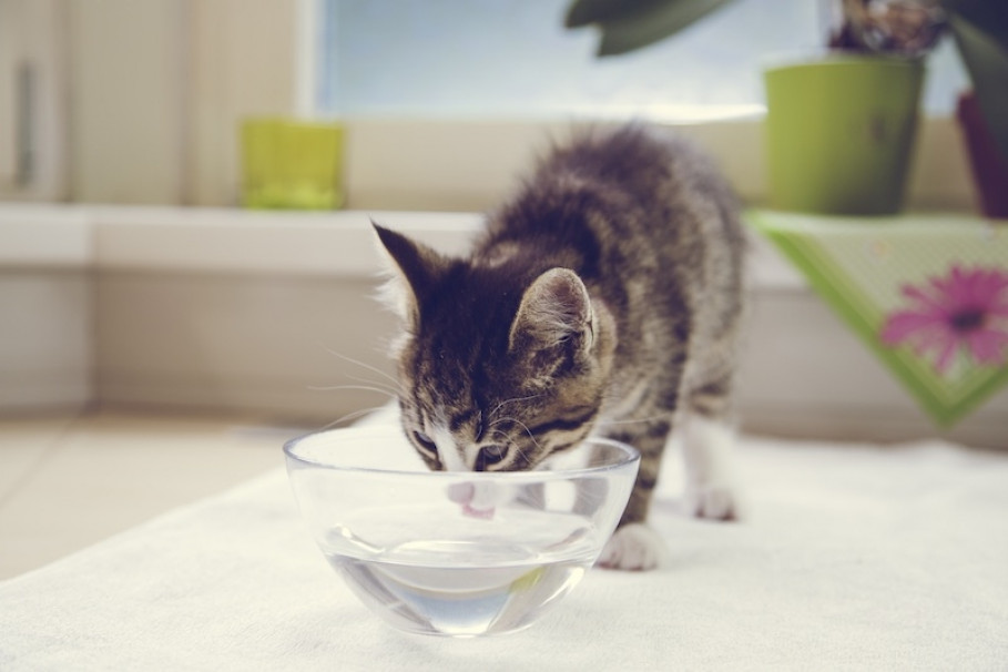 &quot;Tiger&quot; loves GRANDER water ...