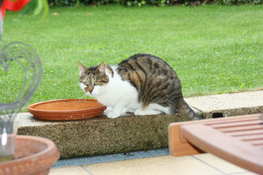 Chat bien-aimé : un poil beau et brillant